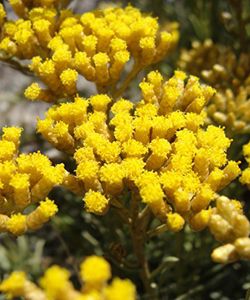 Why "Everlasting Flower Oil" Can Help You Grow Hair