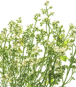 This Oil May Smell, but It's GREAT for Your Dandruff