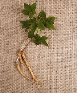 The Ancient Benefits of Ginseng Leaf Extract for Your Hair