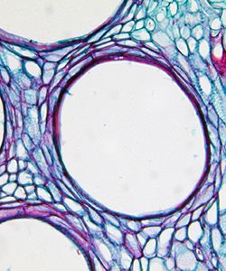 Why Plant Stem Cells are Being Used in Hair Care Products