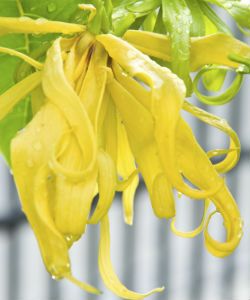 How to Use Ylang Ylang Essential Oil For Excessive Hair Fall & Oiliness