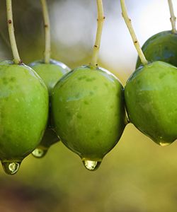 The Benefits of Olive Oil for Hair