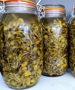 Coltsfoot Rinse - A Natural Remedy for Dandruff