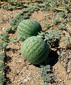Benefits of Kalahari Melon Seed Oil