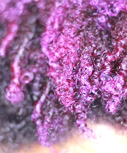 How to Dye Your Hair Purple... Without Damaging it