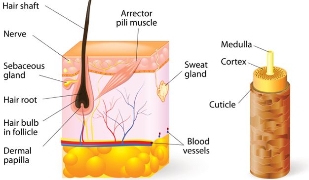 Finally The Truth About Scab Hair Naturallycurly Com