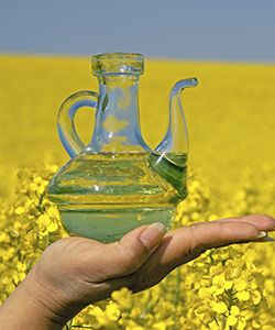 Why You Should Use Rapeseed Oil for Your Scalp