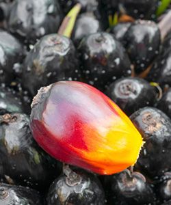 How Red Palm Oil Can Change Your Hair Growth Game