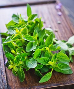 Marjoram Leaf Hair Rinse (Perfect for Brunettes)