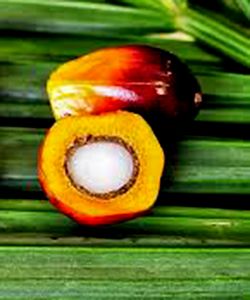 How to Use Tucuma Butter for Natural Slip and Shine
