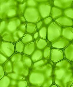 The Benefits of Chlorophyll for Your Hair & Body