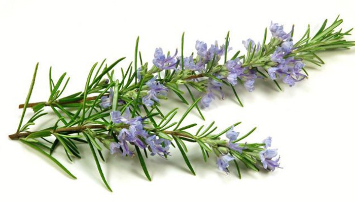 Po rosemary-large-700