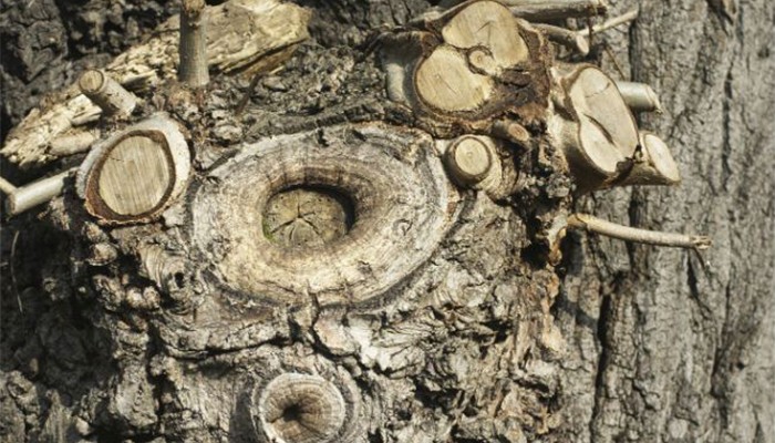 kc 700-willow-bark-