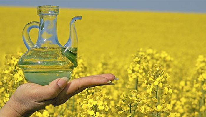 2c Rapeseed-700